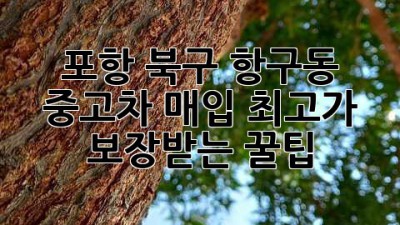 포항 북구 항구동 중고차 매입, 최고가 보장받는 꿀팁!